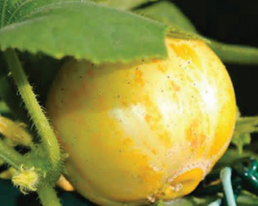 Lemon Cucumber Seeds